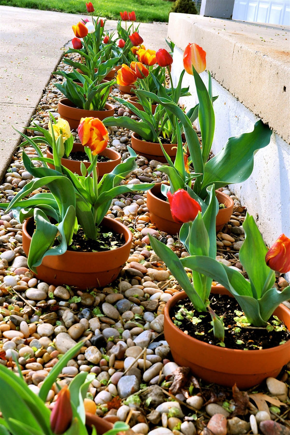 Terracotta Pots for Tulips Bordering a Stone Path