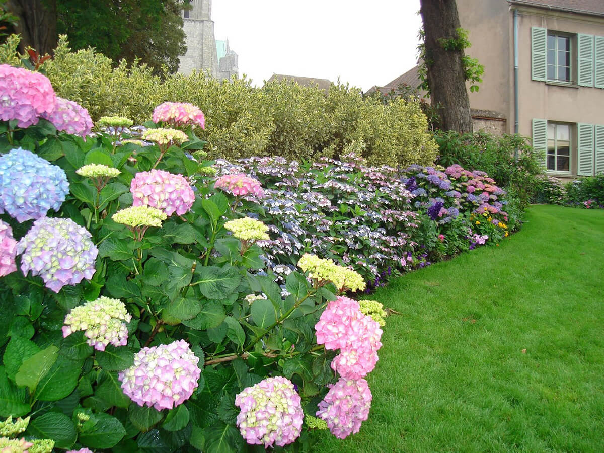 Hydrangeas Create a Soft, Undulating Border