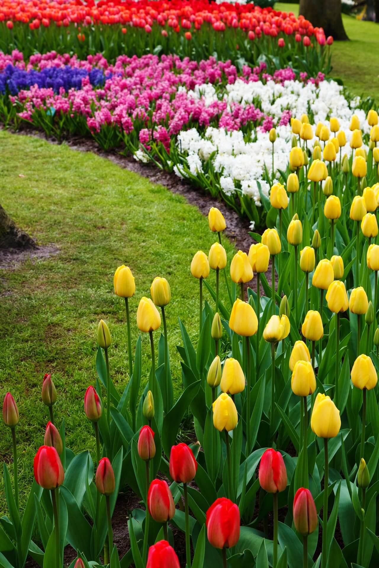Plant Solid Blocks of Tulips for Bold Color