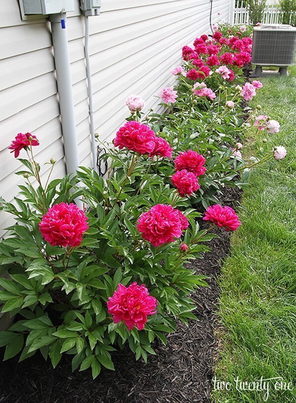 Dense Peony Blooms Create a Lush Garden Border