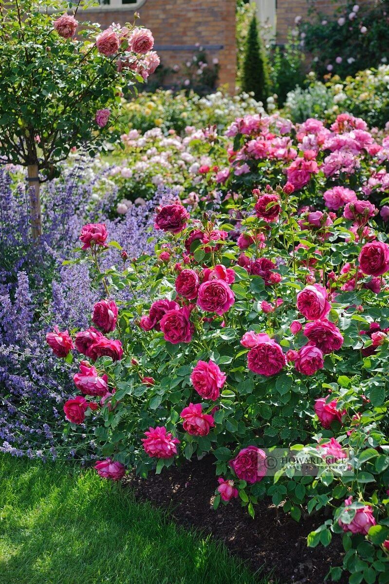 Plant Deep Pink Roses for a Bold Edge