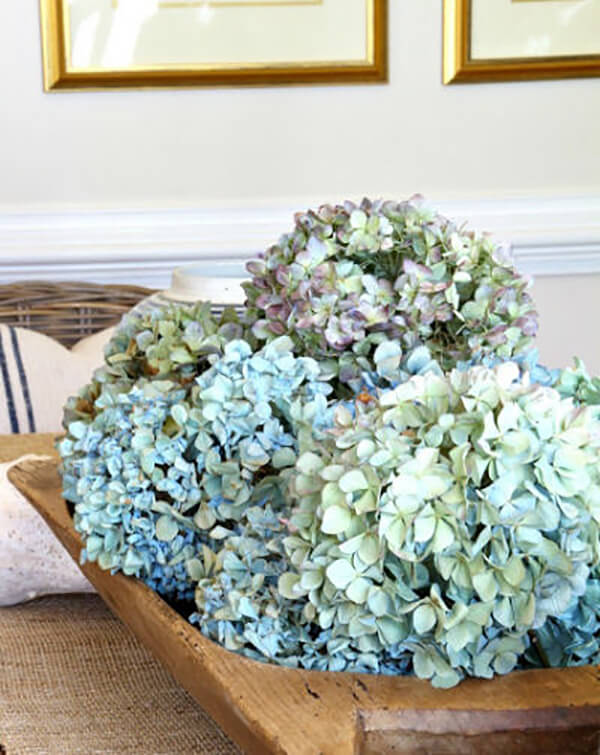 Dried Hydrangeas Fill a Wooden Bowl
