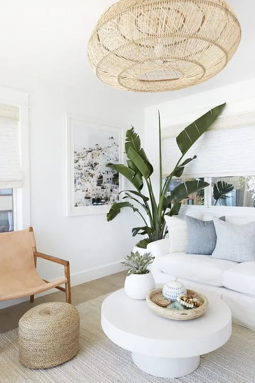 Large Bird of Paradise Plant Adds Tropical Lushness