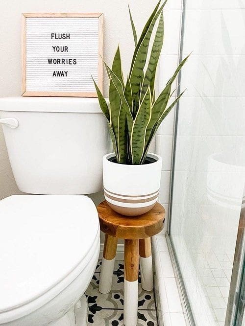 Small Wooden Stool Holds a Snake Plant Beside the Toilet