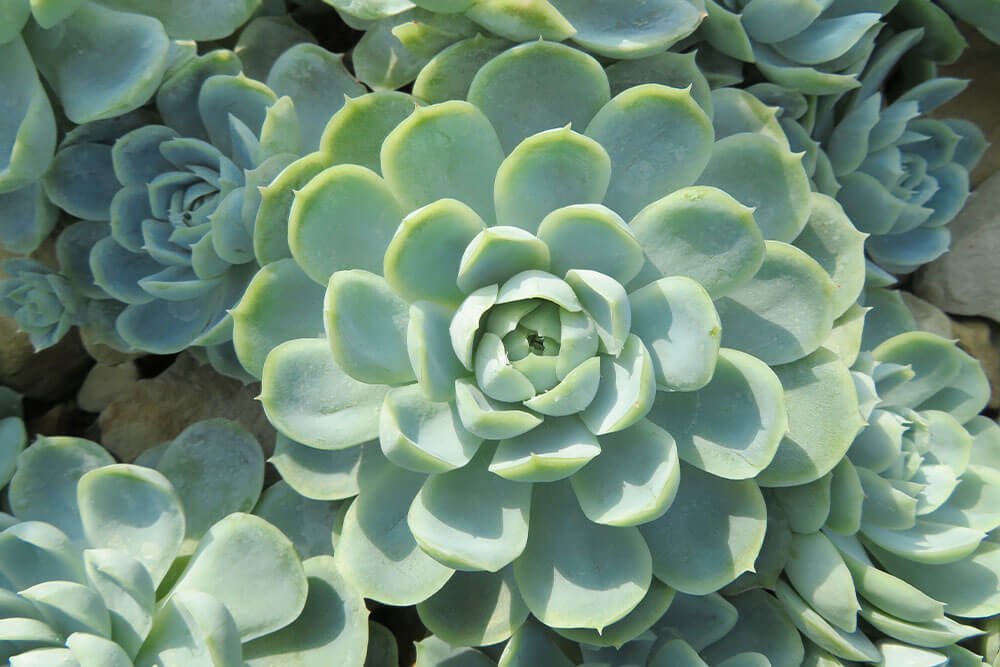 Pale Green Echeveria Succulents for a Cool Window Display