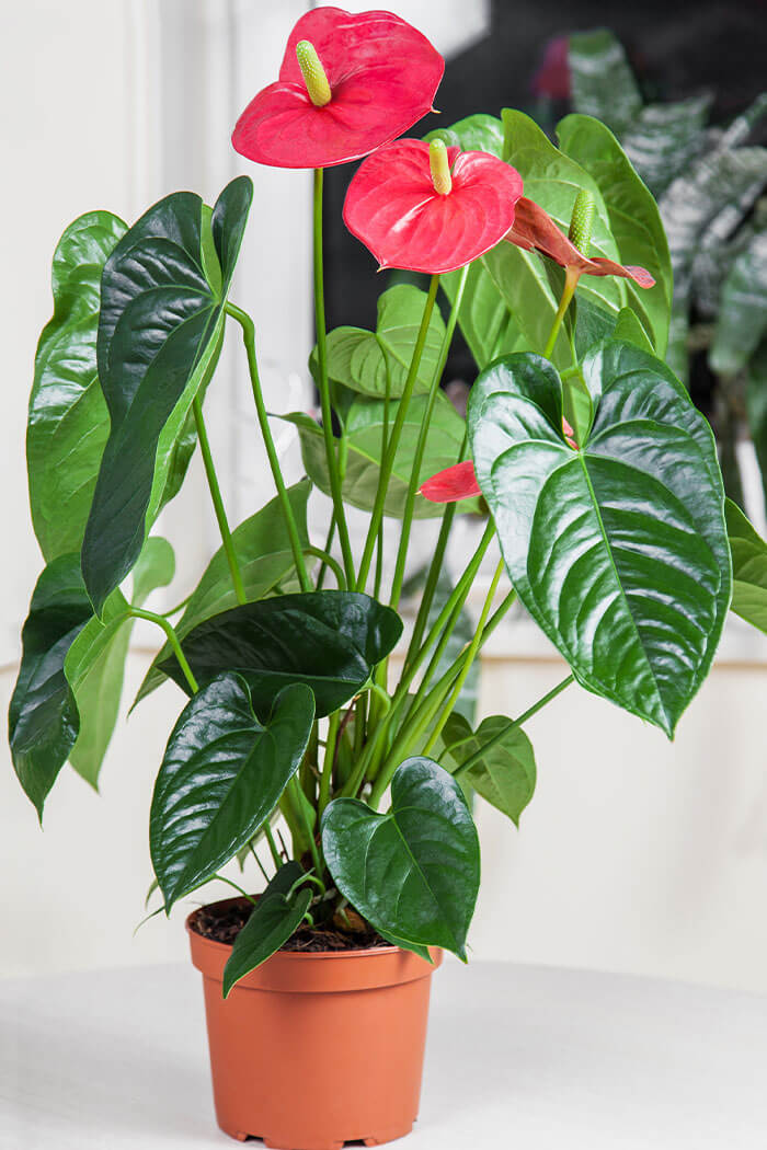 Anthurium Plants With Glossy Leaves for Sunny Spots