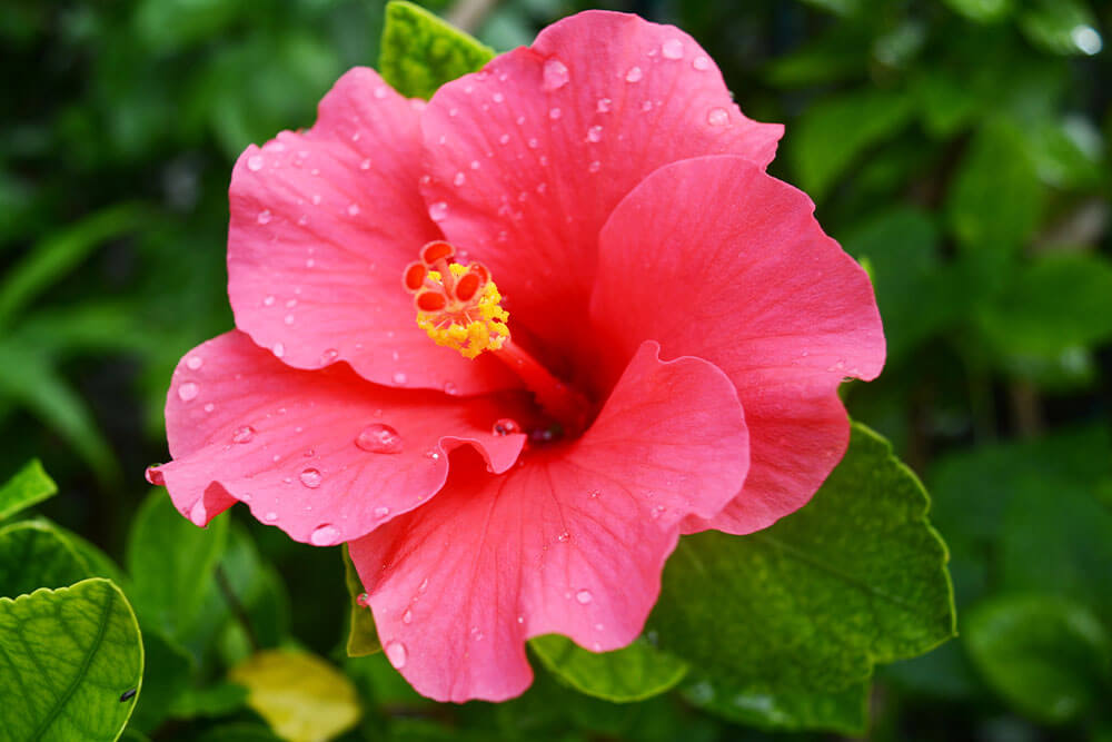 Tropical Hibiscus Plants for Sunny Window Displays