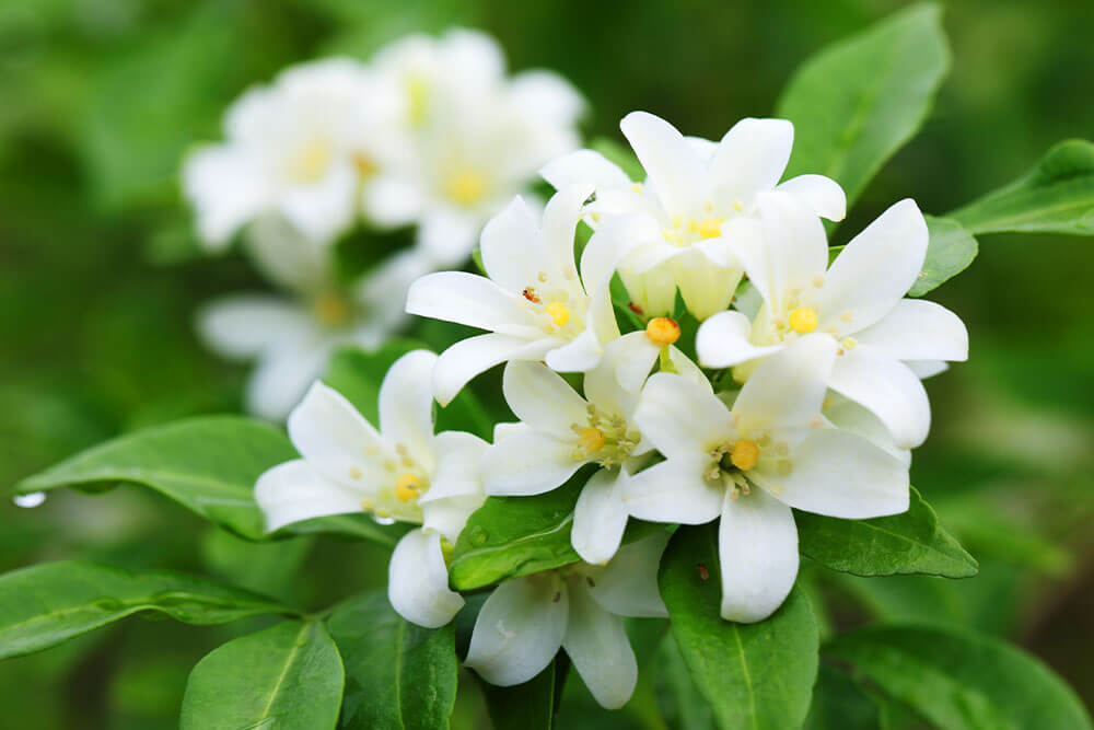 Orange Jasmine Blooms for Sunny Window Displays