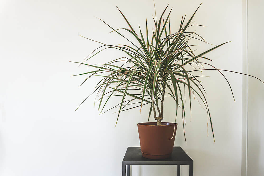 Dracaena Plants With Striped Foliage for Sunny Spots