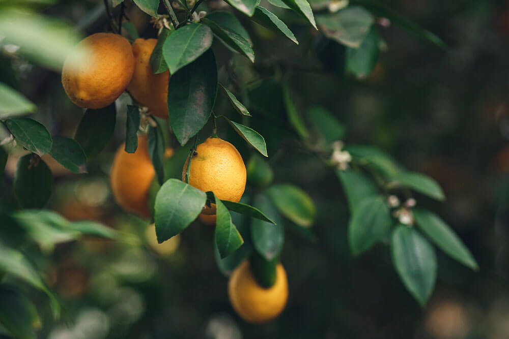Meyer Lemon Trees Offer Fragrant Blooms and Fruit