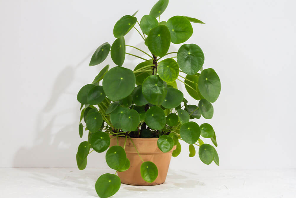 Chinese Money Plants With Round, Saucer-Like Leaves