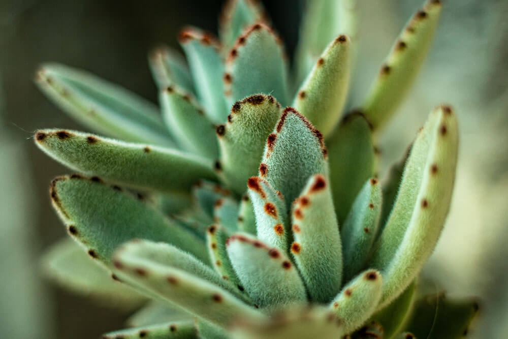 Fuzzy Panda Plant Leaves With Red Edges
