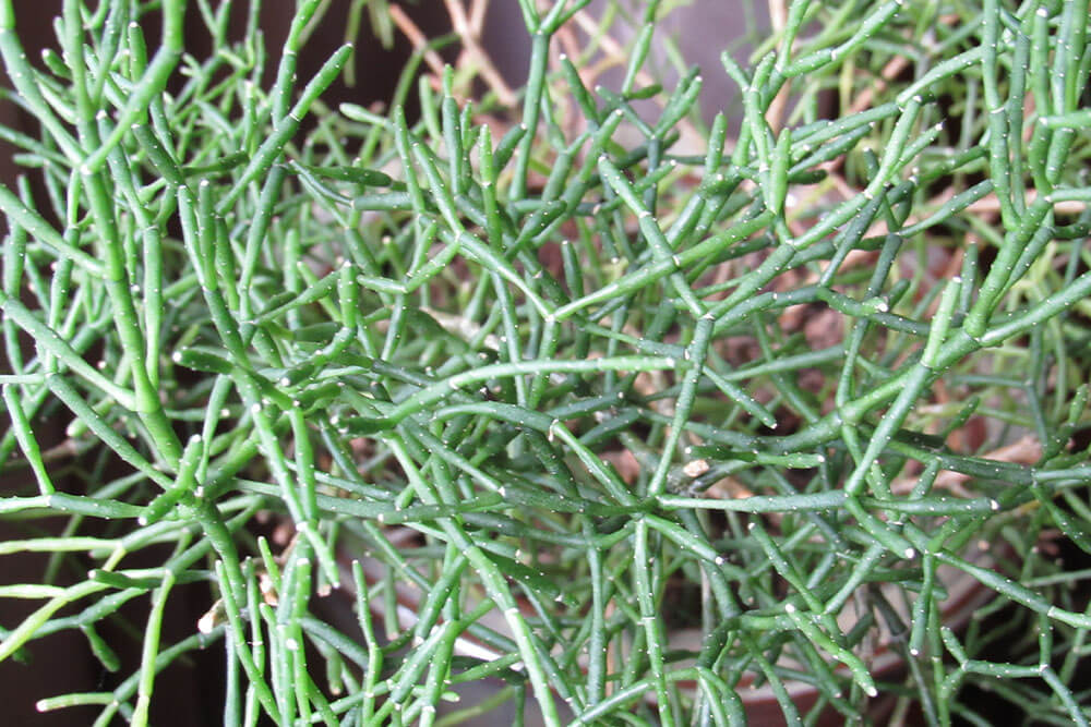 Rhipsalis Plants Offer Unique Stringy Greenery