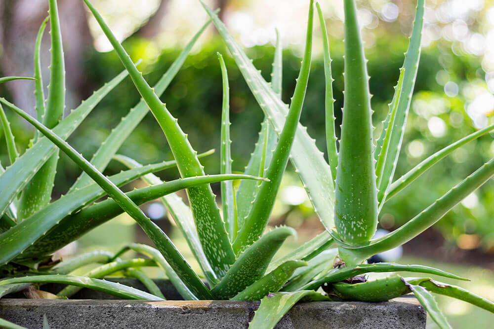 Thick Aloe Plants for Sunny Window Ledges
