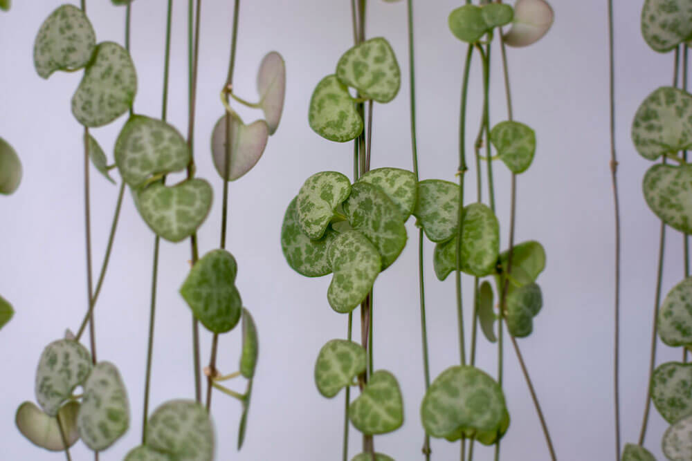 String of Hearts Plants for Cascading Window Displays