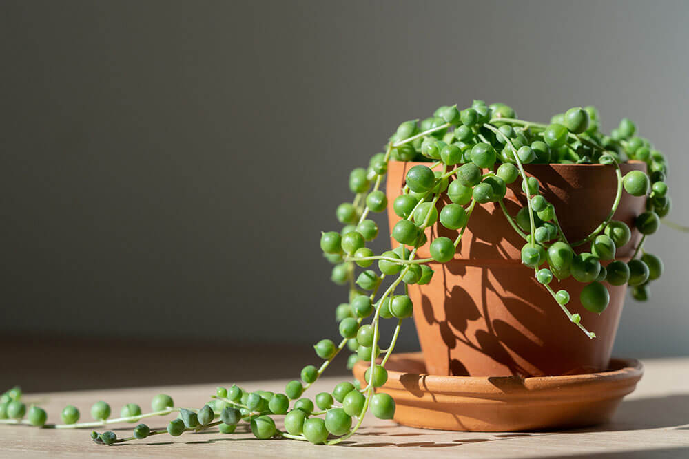 Terracotta Pot With Cascading String of Pearls