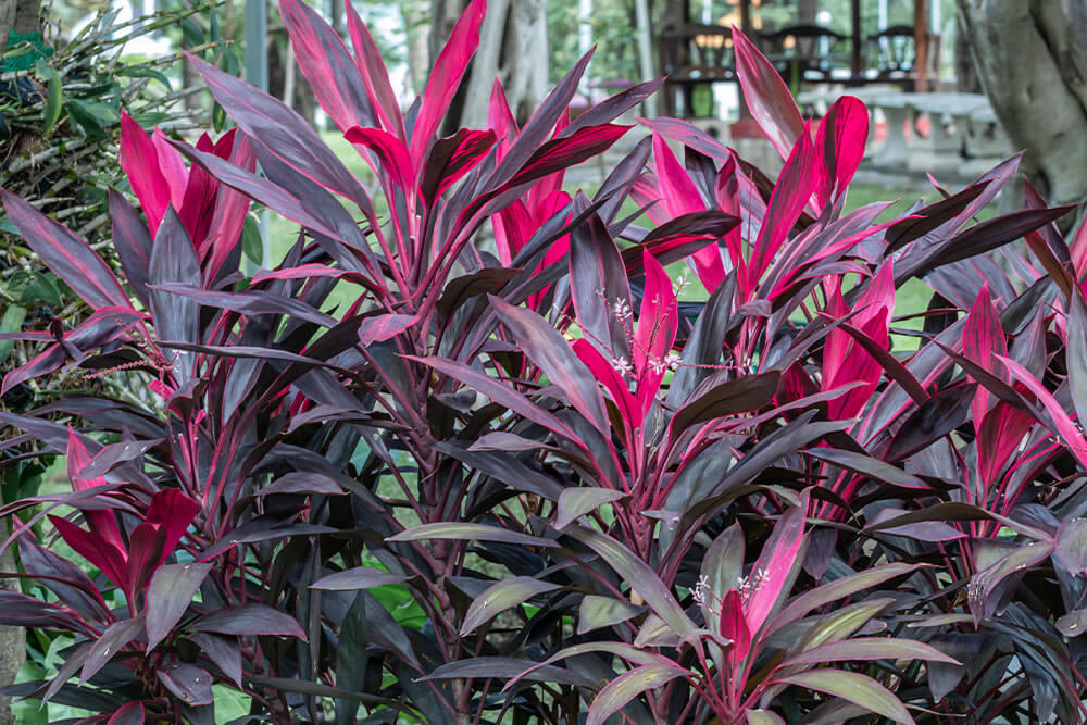 Cordyline Plants With Striking Pink and Burgundy Foliage