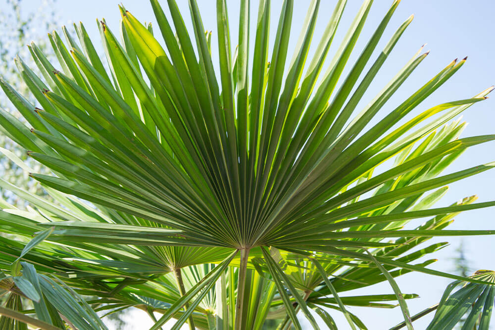 Fan Palms Offer Lush Greenery for Sunny Spots
