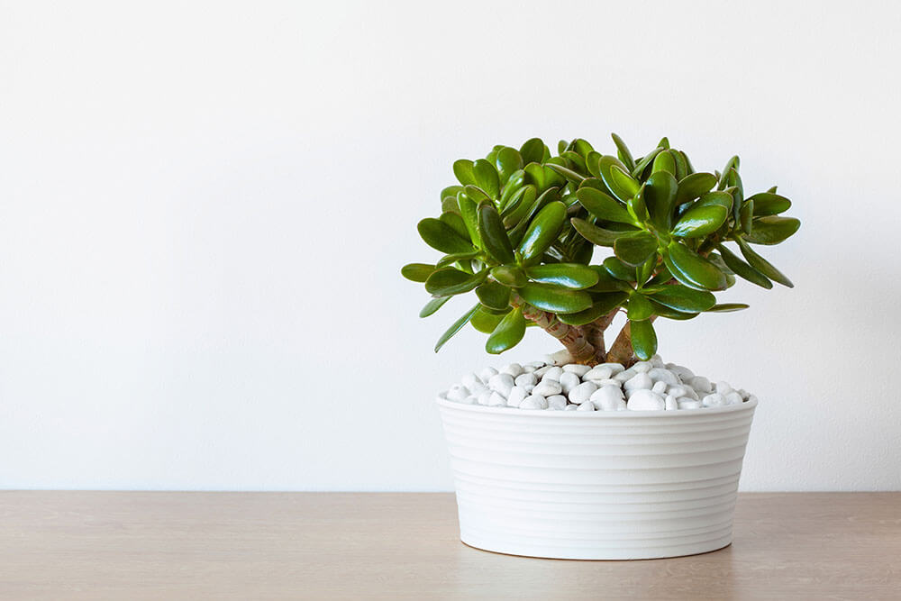 Jade Plant in a Ribbed White Pot With White Stone Top Dressing