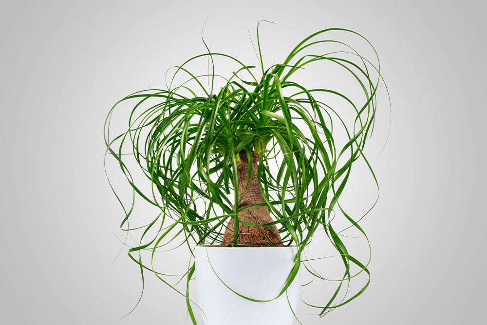 Ponytail Palm