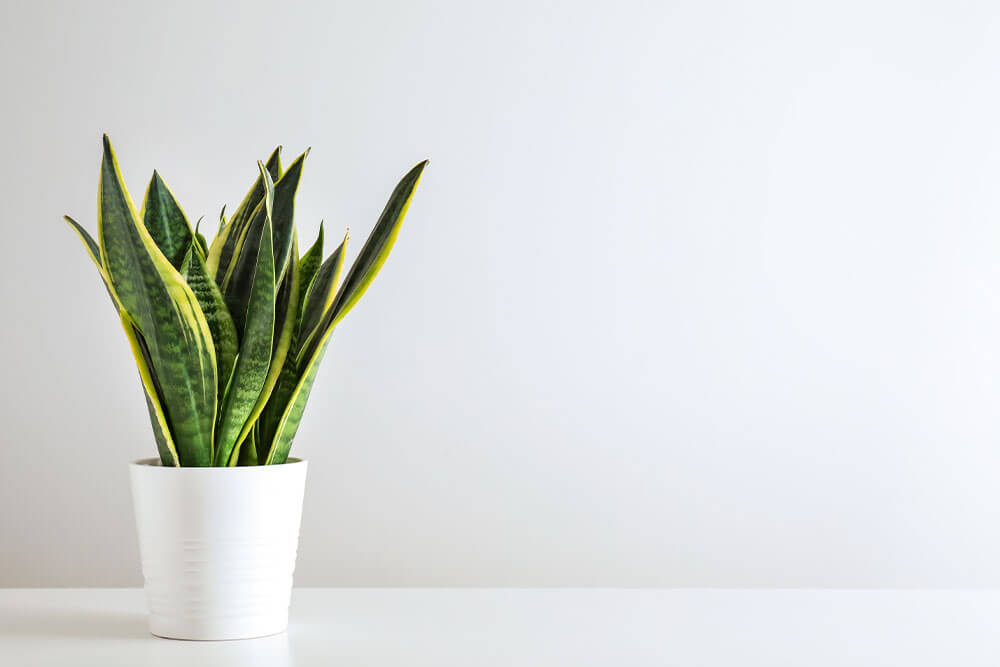 Snake Plants Thrive in Bright Light, Offering Upright Greenery