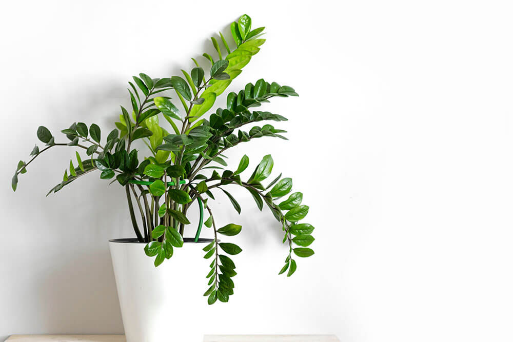 ZZ Plant