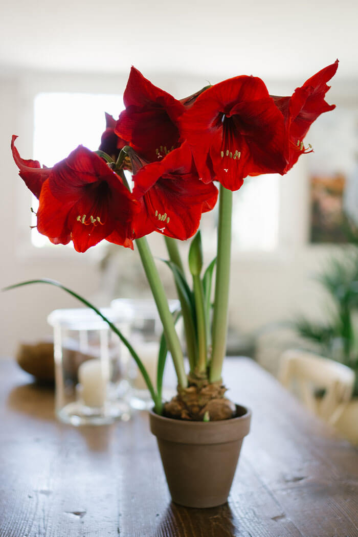 Bold Amaryllis Blooms for a Sunny Table Display