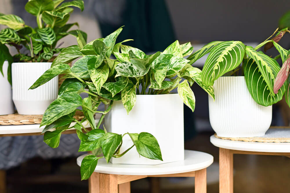 Marble Queen Pothos Plants in Geometric White Planters