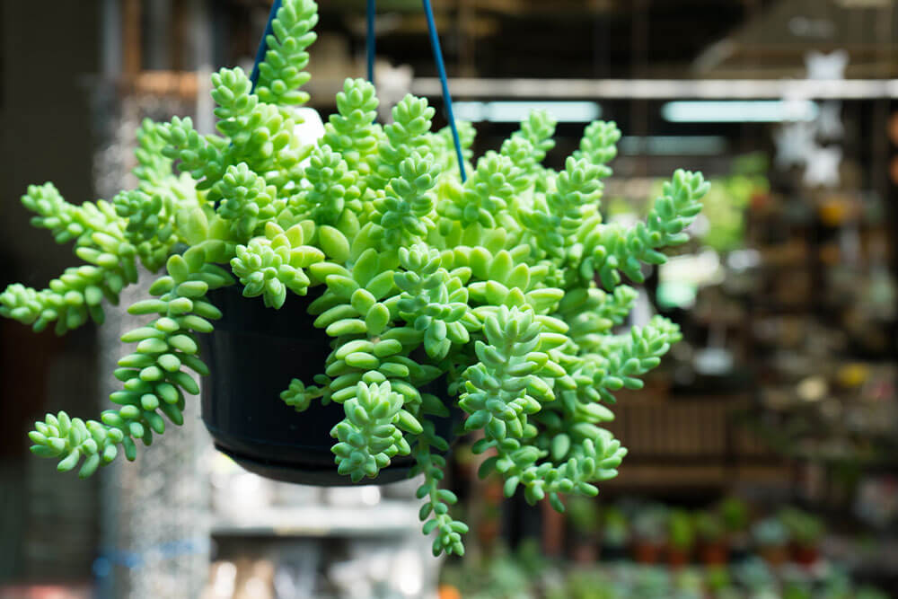 Donkey Tail Succulents For Cascading Window Displays